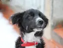 R3 Bij de dierenarts