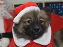 P1 De set