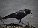 P5 Spelen bij de vijver