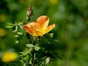 rose 1