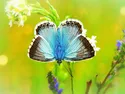blauw8  Zeffiro