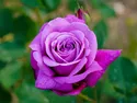 rose 2