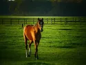 roze 3