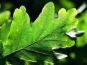 lgroen 2