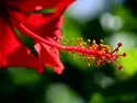 Rood 5